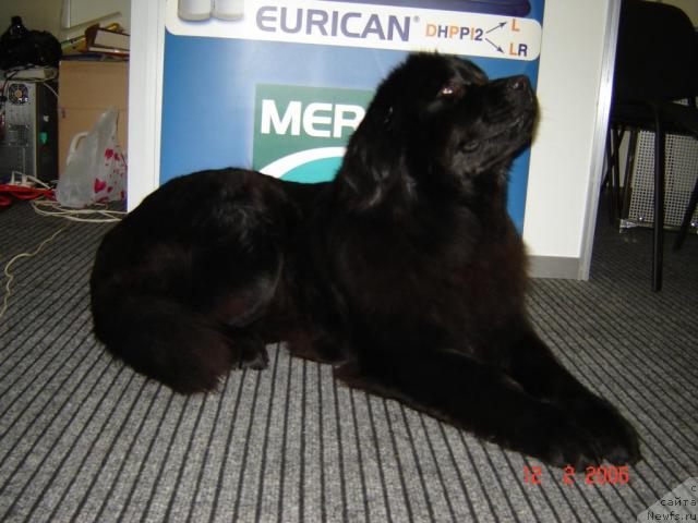 Фото: ньюфаундленд Ада Анастасия из Дома Большой Медведицы (Ada Anastasia iz Doma Bolshoy Medvedici)