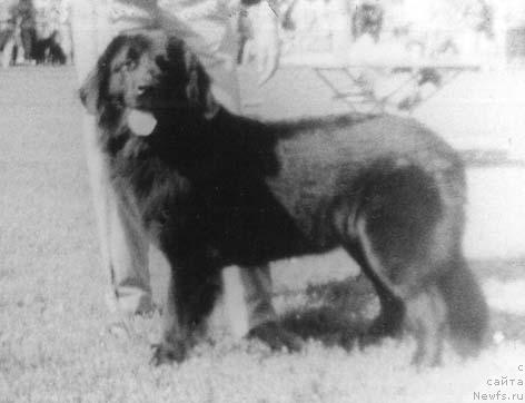 Фото: ньюфаундленд Элхен Бьютке Рокшель