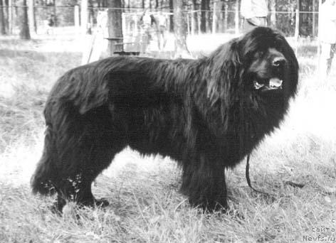 Фото: ньюфаундленд Корро Оксфорд