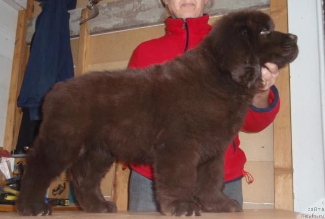 Фото: ньюфаундленд Аристократичная Штучка для Ньюфорт