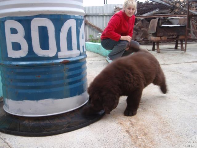 Фото: ньюфаундленд Аристократичная Штучка для Ньюфорт