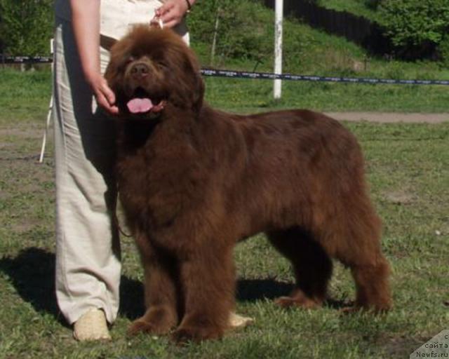 Фото: ньюфаундленд Ёка Она с Берега Дона (Joka Ona s Berega Dona)