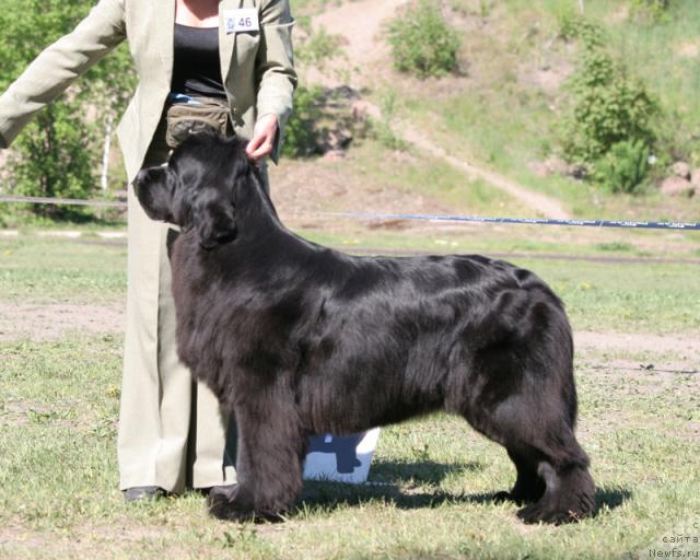 Фото: ньюфаундленд Очаровательна Леди от Сибирского Медведя (Ocharovatelnaya Lady ot Sibirskogo Medvedja)