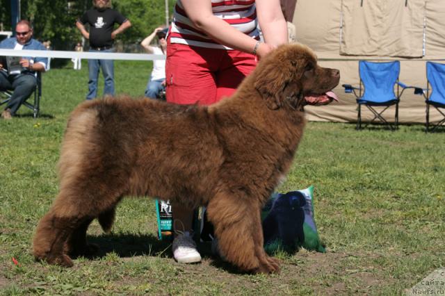 Фото: ньюфаундленд Mamas Bear Fabulous Mocca