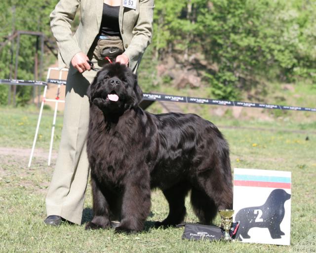 Фото: ньюфаундленд Потап Фелиция (Potap Felicia)