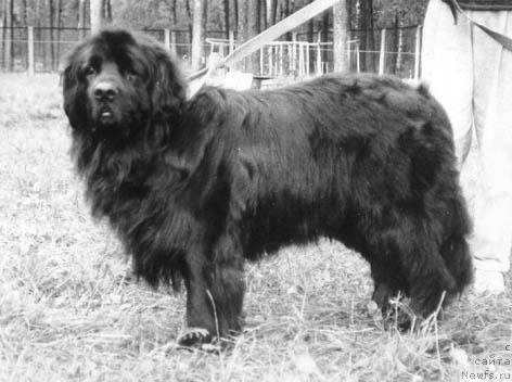 Фото: ньюфаундленд Юстанер Зико