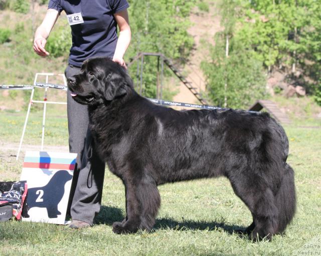 Фото: ньюфаундленд Арх Бьюти Окси Свет