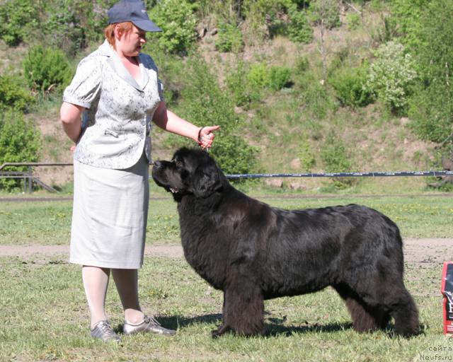 Фото: ньюфаундленд Велл Спирит Лилит (Vell Spirit Lillit)