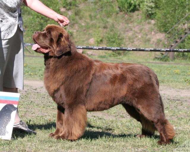 Фото: ньюфаундленд Amazing Grace vom Riesrand