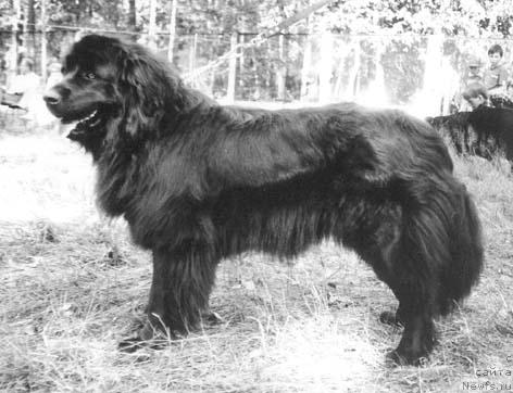 Фото: ньюфаундленд Медокс Нуара