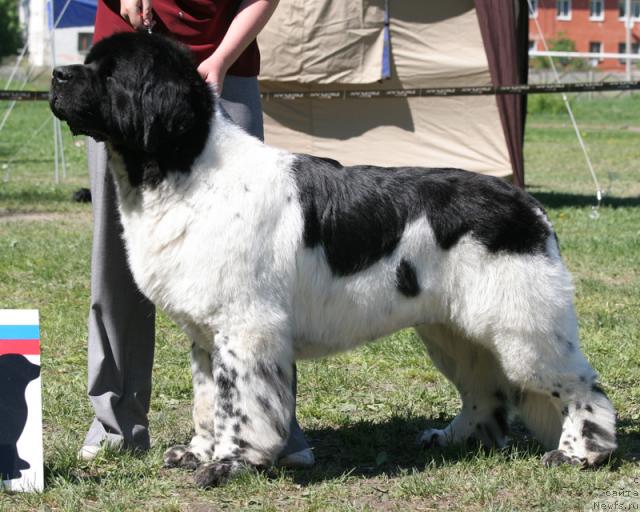 Фото: ньюфаундленд Супер Бизон Арго (Super Bizon Argo)