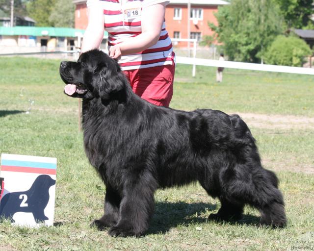 Фото: ньюфаундленд Goldbears Zinzani