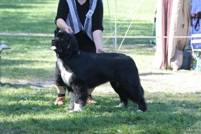 Фото: ньюфаундленд Питерньюф Живанши