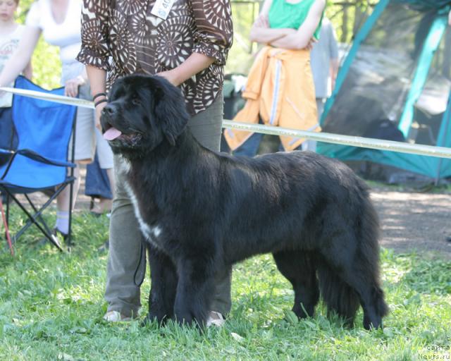 Фото: ньюфаундленд Питерньюф Жизнь Хороша (Piternyuf Zhizn' Horosha)