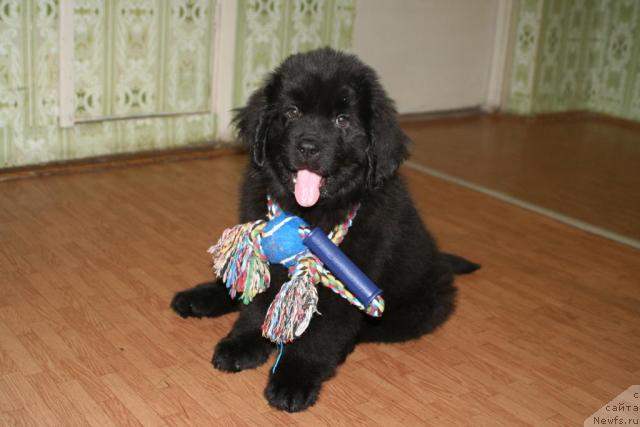 Фото: ньюфаундленд Минг Шу из Аркаима