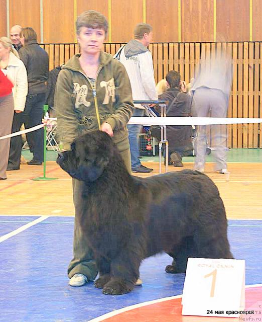 Фото: ньюфаундленд Юнспотид Хай Из Медвежьего Яра (Yunspotid Hay iz Medvejyego Yara), Елена Кропотова