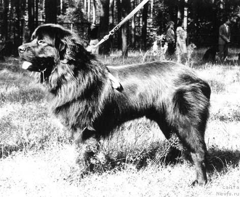 Фото: ньюфаундленд Урзо Вигранд