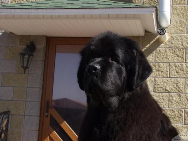 Фото: ньюфаундленд Black Blues iz Volotova