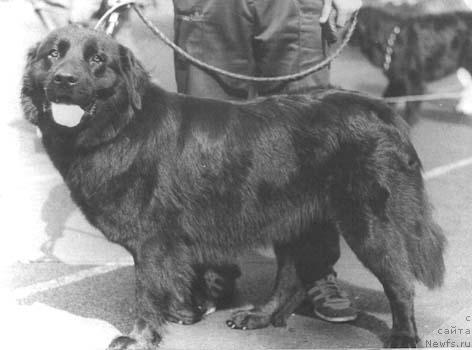 Фото: ньюфаундленд Уника Ян