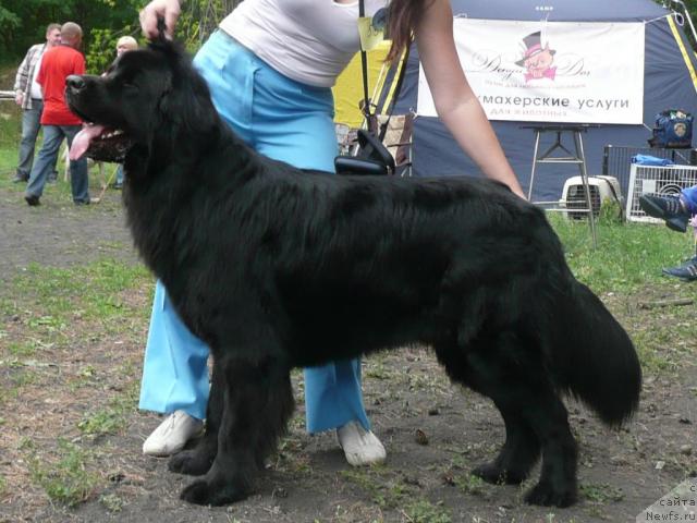 Фото: ньюфаундленд Рыцарь Благородный от Марлеон Дусвик