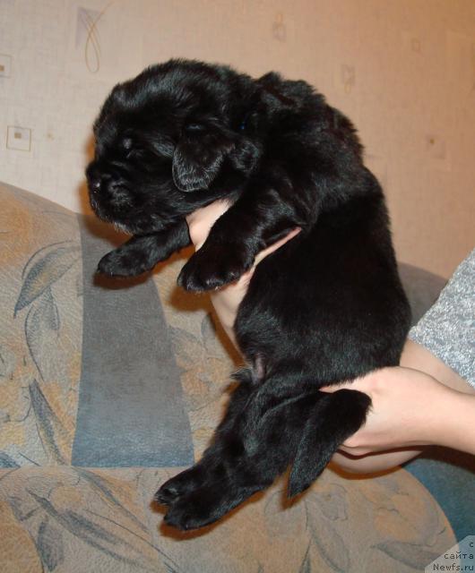 Фото: ньюфаундленд Маг Исполин Лавр