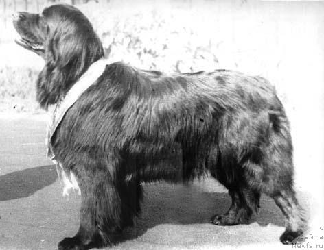 Фото: ньюфаундленд Баяна