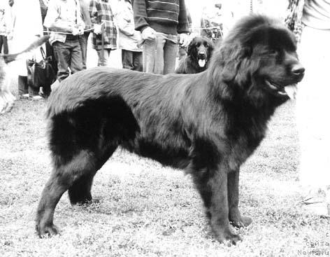 Фото: ньюфаундленд Alice Oblanov