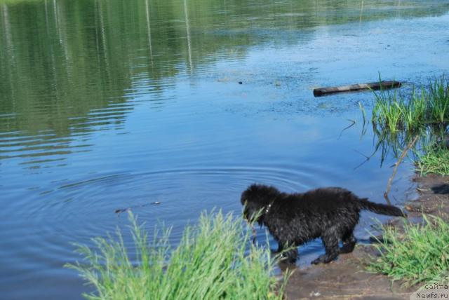 Фото: ньюфаундленд Формула Любви от Сибирского Медведя