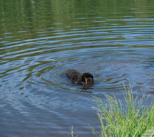 Фото: ньюфаундленд Формула Любви от Сибирского Медведя