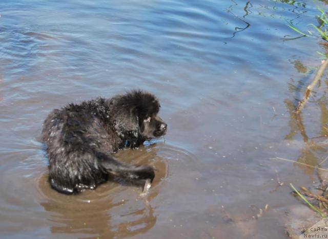 Фото: ньюфаундленд Формула Любви от Сибирского Медведя