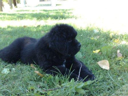 Фото: Black CLouds Criminal Minds at Steal Bears