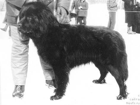 Фото: ньюфаундленд Ульф Паж оф Лайф Сейвер