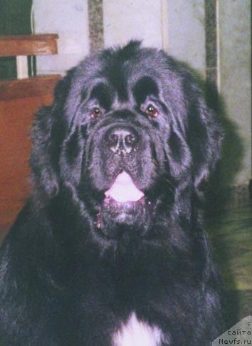 Фото: ньюфаундленд Hariton Parming von Schonbuhl