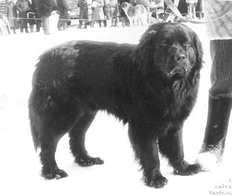 Фото: ньюфаундленд Радж Жанесс