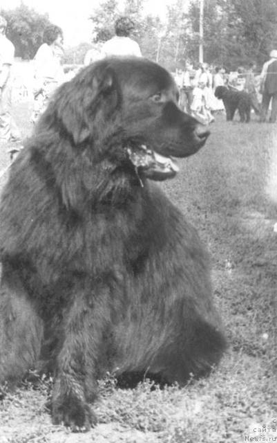 Фото: ньюфаундленд Вереск Ант Зев