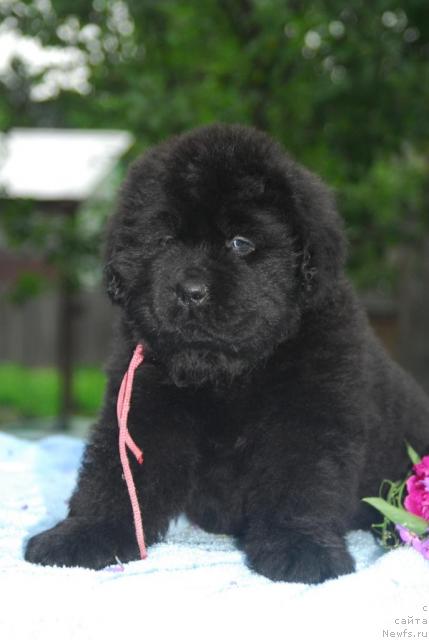 Фото: ньюфаундленд Сент Джонс София для Кара Дениз (Sent Djons Sofia Dlia Kara Deniz)