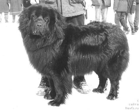 Фото: ньюфаундленд Санта Гонор