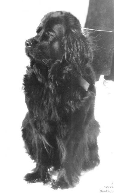 Фото: ньюфаундленд Паллада Хим Эсс