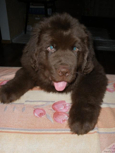 Фото: ньюфаундленд Лесная Сказка Королевский Медведь (Lesnaja Skazka Korolevskiy Medved)