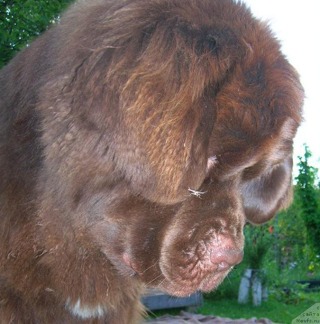 Фото: ньюфаундленд Do Sing With Deejay de L'Etoile de Cyrice