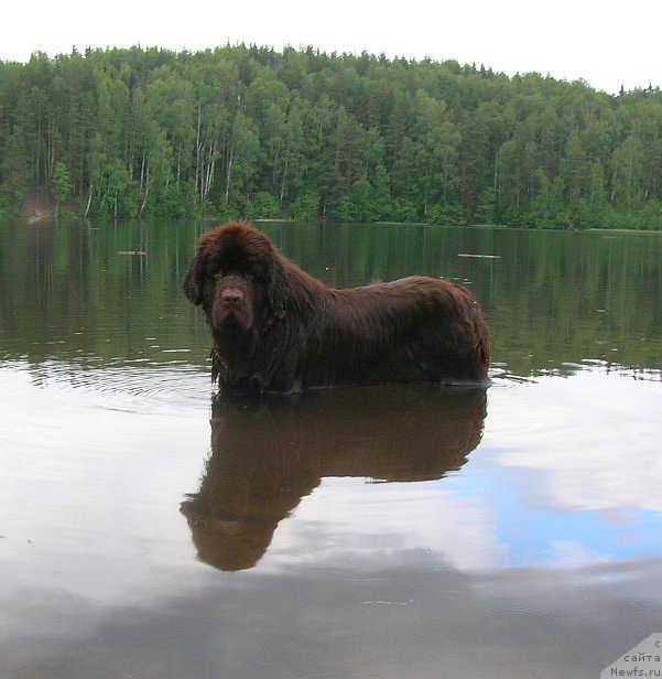 Фото: ньюфаундленд Do Sing With Deejay de L'Etoile de Cyrice