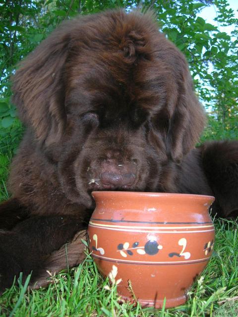 Фото: ньюфаундленд Do Sing With Deejay de L'Etoile de Cyrice