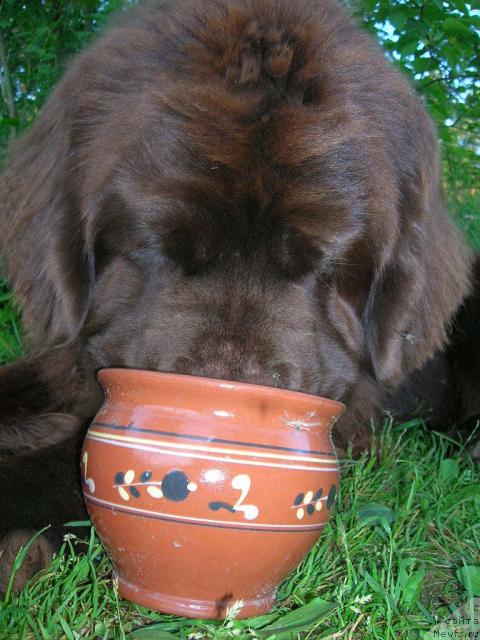 Фото: ньюфаундленд Do Sing With Deejay de L'Etoile de Cyrice