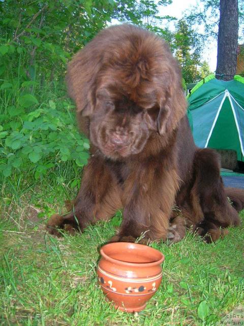 Фото: ньюфаундленд Do Sing With Deejay de L'Etoile de Cyrice