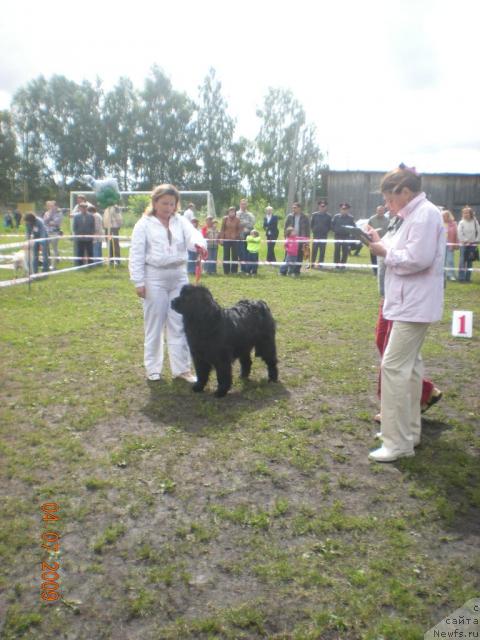 Фото: ньюфаундленд Глоддог Скарлетт, Ирина Пичкалёва