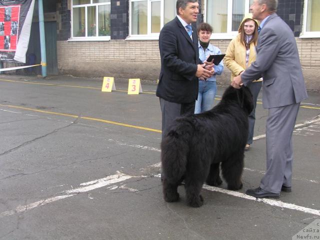 Фото: ньюфаундленд Его Высочество от Сибирского Медведя (Ego Vysochestvo ot Sibirskogo Medvedja), Юрий Рахтиенко
