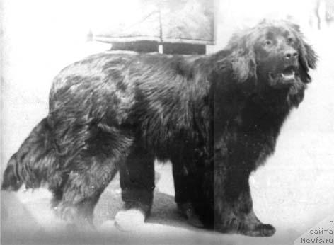 Фото: ньюфаундленд Нончелеста Паяна Шер