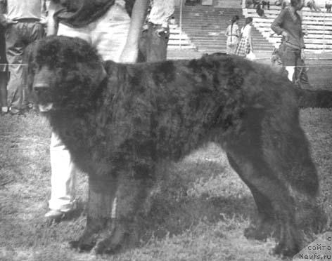 Фото: ньюфаундленд Эльбор