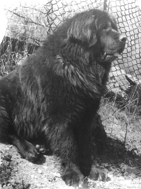 Фото: ньюфаундленд Фрэнсис Чар