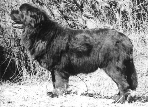 Фото: ньюфаундленд Ечара Багир